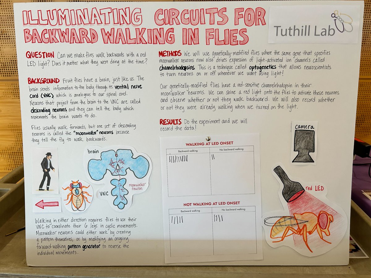 Breaking: Tuthill lab takes 1st place in the high-school-student judged 'reverse science fair' at the @UW Brain Awareness Open House. Moonwalking flies poster by @sarahpugliese.