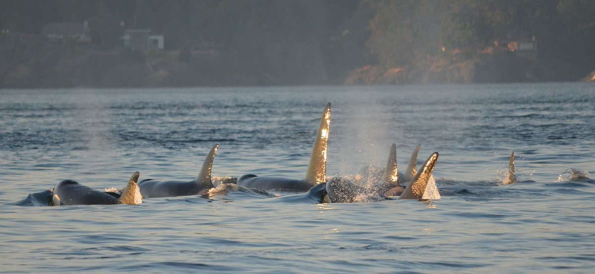 📢Alarming findings - Southern Resident Killer #Whale population will decline slowly for a generation or two before accelerating toward extinction <a href="/oceansresearch/">Oceans Initiative</a>
Dive deep here: nature.com/articles/s4324…
#conservation #ocean