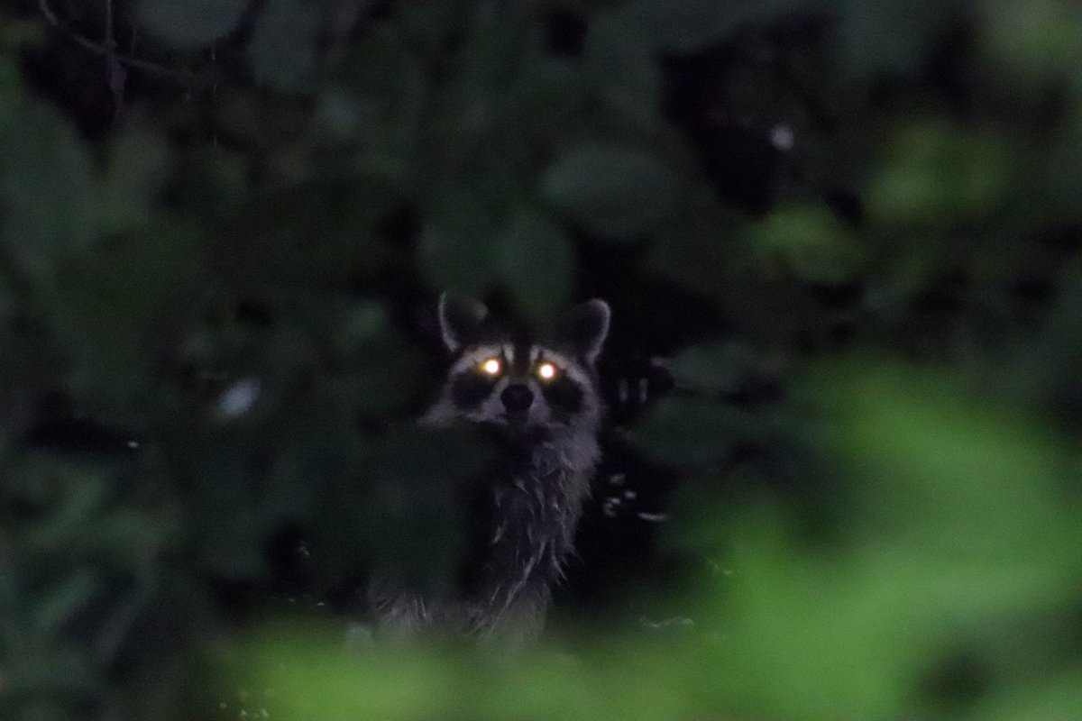 Chez (gardenia) Soi tweet media