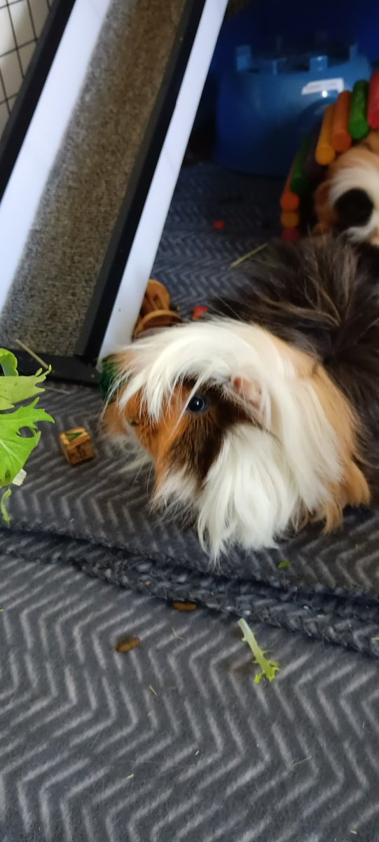 NailCoiledInk's tweet photo. @jska00 This is Lyle. https://t.co/rm26JXgDnS