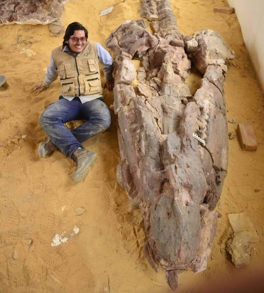 The skull of Sachicasaurus with @BenavidesCabra for scale. Pliosaur skulls could be on just a whole other level…