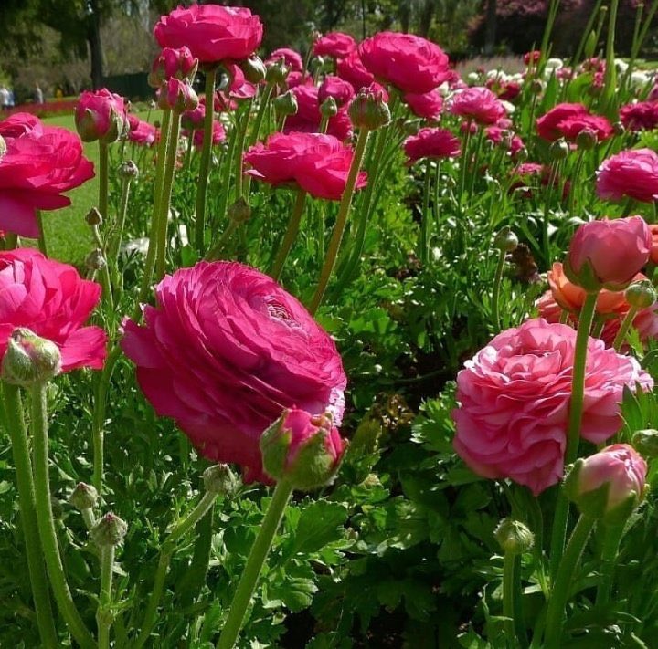 ラナンキュラスの花から おはようございます