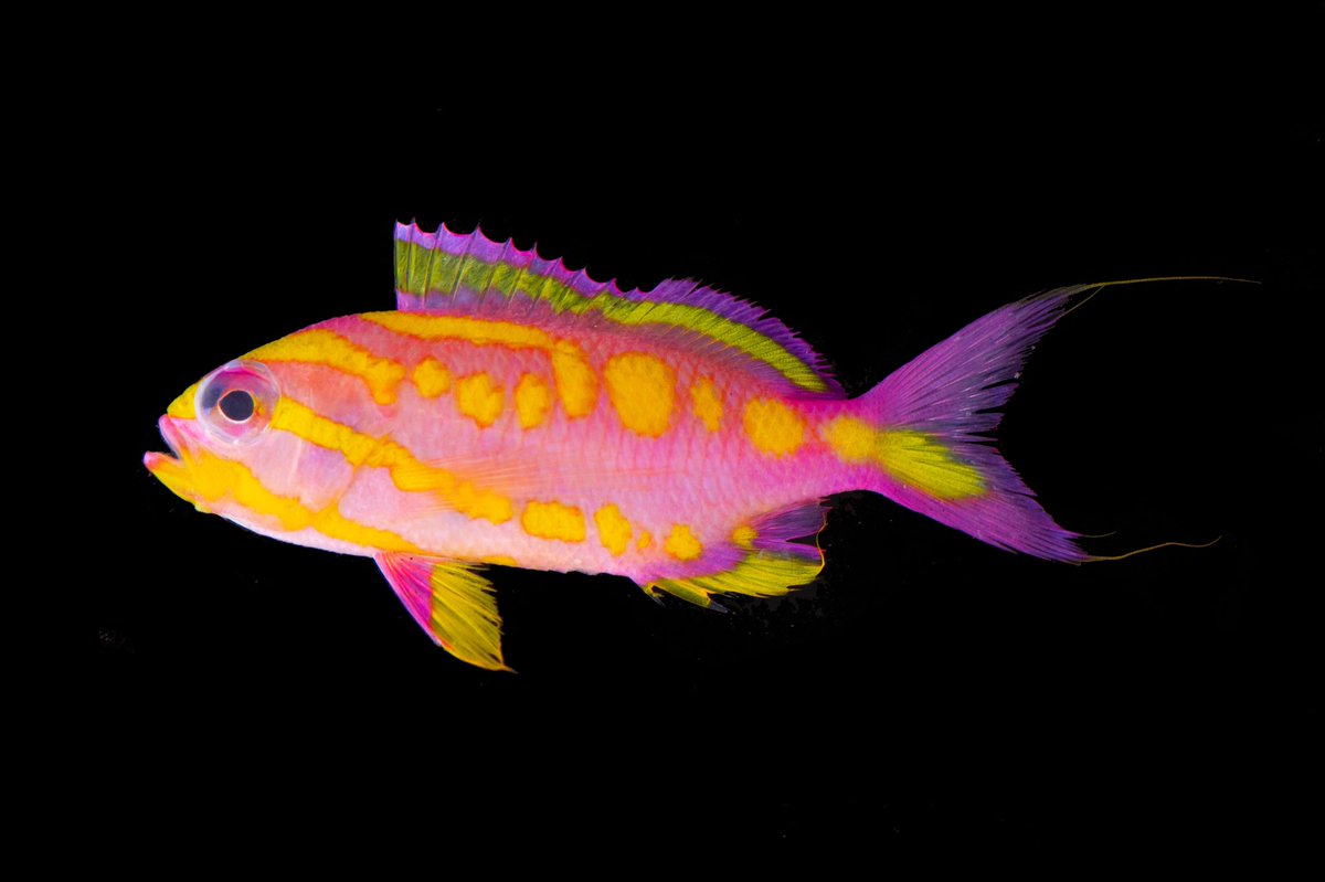 FishGuyKai's tweet image. We are BRIMMING with excitement with all the incredible fishes we collected on this expedition. Some are still under wraps, but for now, enjoy this stunning Tosanoides bennetti, a species that is everywhere in the Coral Sea, but lives very deep, and is very difficult to collect.