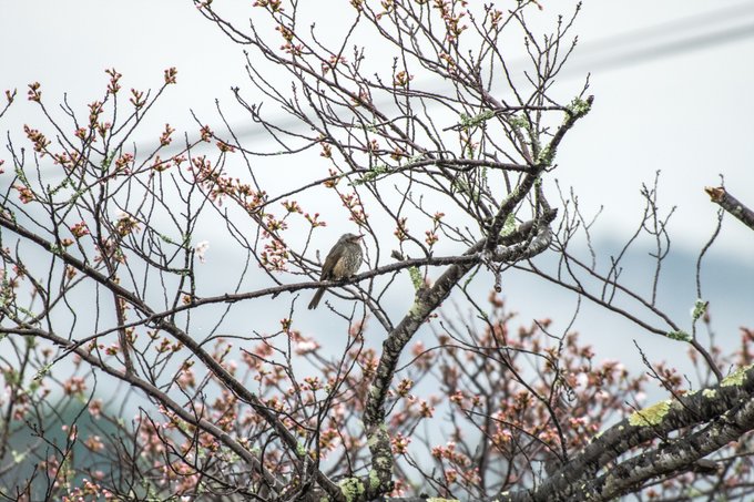桜とヒヨドリ
今年は開花おそいねえ 