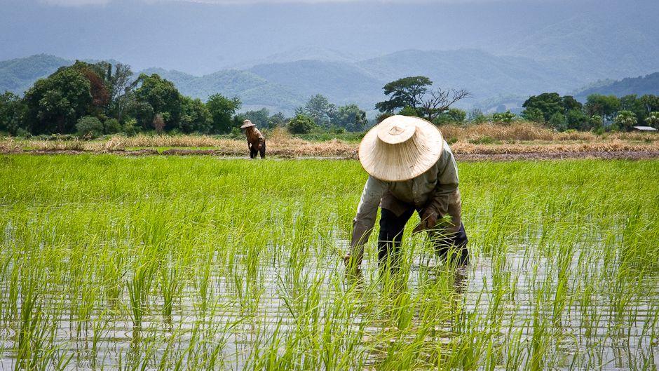 Mengangkat Kemiskinan Petani Harapan untuk Pemerintahan Ke Depan: Pemerintahan terpilih ke depan diharapkan memberi porsi lebih besar untuk kerja-kerja di bidang #pertanian. Hingga Februari 2023 tercatat sedikitnya 40,69 juta orang di Indonesia bekerja… ugm.ac.id/id/berita/meng…