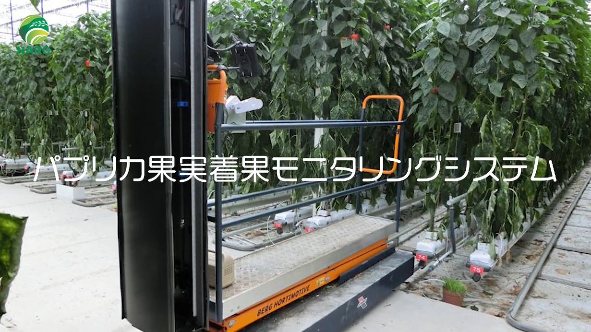 NARO_JP's tweet photo. パプリカ等の施設栽培において、AIによる着果情報のモニタリング技術を開発してきました。
検出された果実画像を基に、果実の位置と熟度を特定し、収穫可能果実数から日ごとの収穫データを予測します。

YouTube #NAROchannel でご紹介します。

https://t.co/z9bQz7sw6P https://t.co/vgN7K88mVe