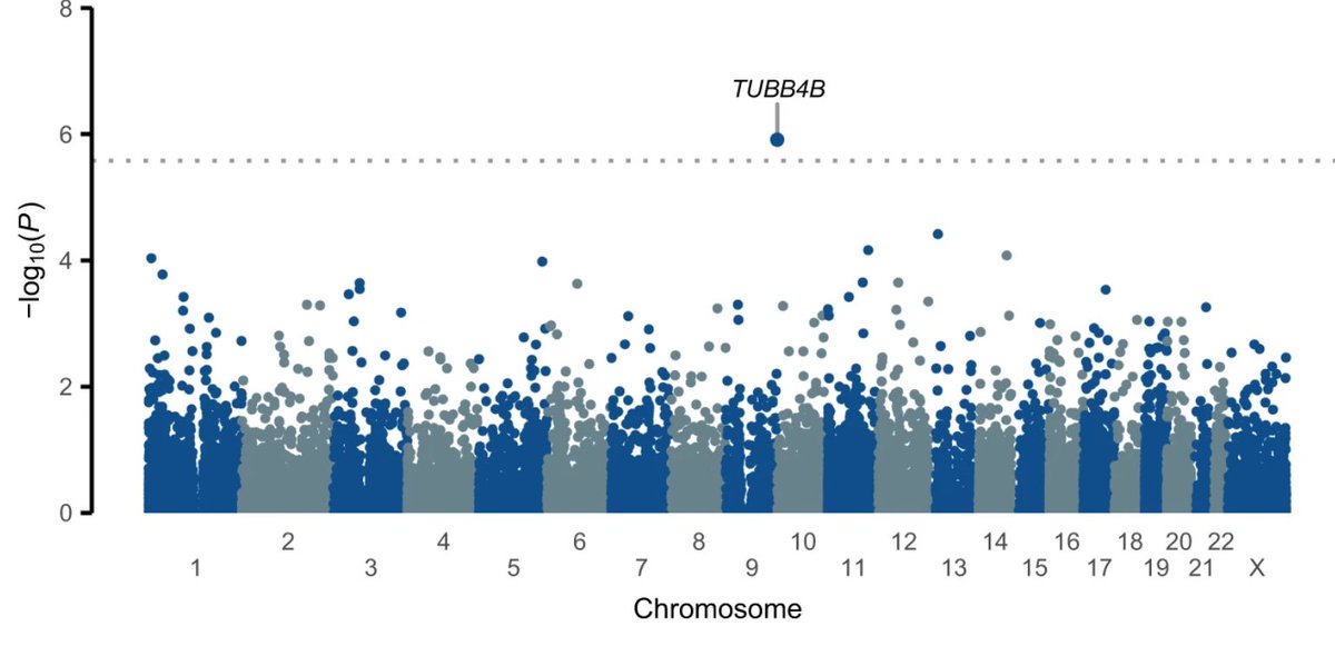 Why are ~10% of humans left-handed? (🙋‍♂️) Exome-wide association study of rare variants in UK Biobank identified alleles of the beta-tubulin gene TUBB4B. Could be related to cilia function, which has been linked to other left-right asymmetries. nature.com/articles/s4146…