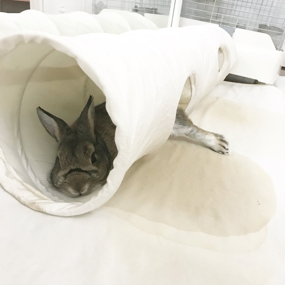 laetitia_rose7's tweet photo. 2021年9月17日。
のわ、起きてるのうさ！

#usanoko #noix #うさぎ #うさぎ好きさんと繋がりたい @shop_laetitia_rose #rabbit #lievre #野うさぎ #lapin #うさみみ #ウサノコ #しっぽ https://t.co/HZzhRaGORI