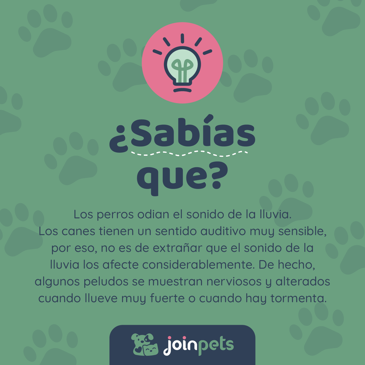 💡 ¿Sabías que la mayoría de perros odian el sonido de la lluvia? 🐾 ⛈️ 

.
.
.
#perros #amantesdeperros #cachorro #mascotas #mascotasfelices #curiosidades #sabiasque #curiosidadesdeperros #doglovers #petlovers