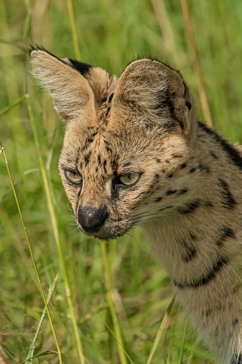 Cute Crispy Serval mom | Masai Mara | Kenya
#kenya #servelcat #serval #wildcats #masaimara #natgeo #saynotopoaching #bownaankamal #visitmasaimara #catsinthewild #natgeoyourshots #maasaimaranationalreserve #planetearth #nikonnature #kenyasafari #jawsafarica #natgeophotography…