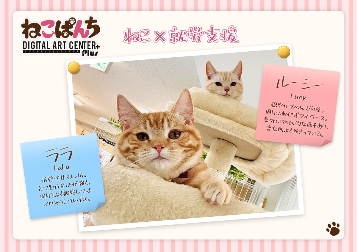 digital_neco22's tweet photo. 🐱看板娘のご紹介🐱
1月より開所しましたねこぱんち神戸三宮。
開所当初より事業所を支えてくれた看板姉妹のララちゃんとルーシーちゃんです！
二人とも大変活発で見ているだけで癒しと活力を貰えます☺️
猫ちゃん共々皆さんのご利用・ご見学お待ちしております👋
#ねこぱんち神戸三宮
#就労継続支援B型 https://t.co/AotDX3GAxC