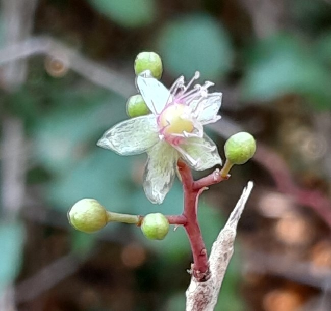 POTD – Talinum latifolium (IUCN EN), #Cariophyllales, #Talinaceae, is an endemic shrub of #Madagascar, recorded in the #Kasijy Special Reserve, #Betsiboka_Region, #BenthamMoxon_Trust, #Accelerated_Taxonomy.