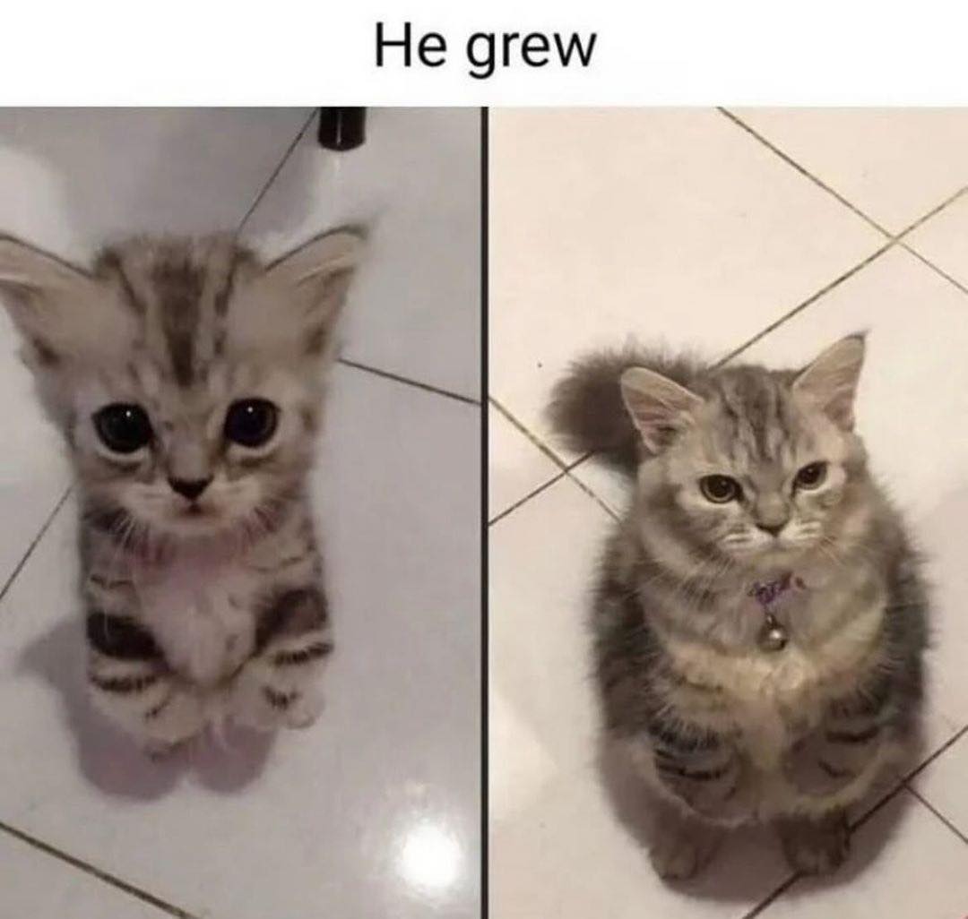 PunchingCat's tweet image. 