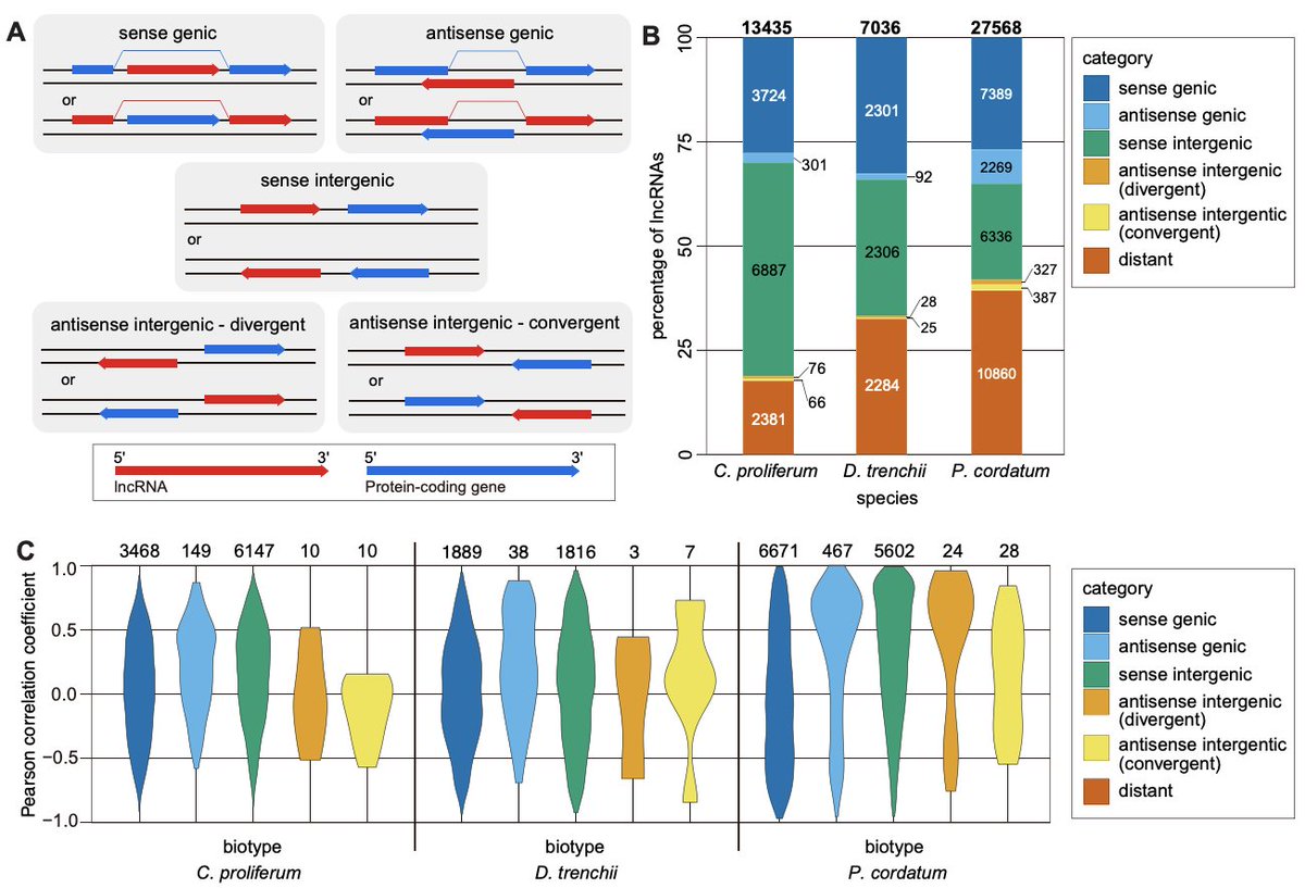 Cheong Xin (CX) Chan (@dorkym) on Twitter photo New work led by <a href="/YibiChen_Sci/">Yibi Chen</a> describes long non-coding RNAs #lncRNAs in #dinoflagellates and their differential expression relative to heat stress. Out in <a href="/NAR_Open/">Nucleic Acids Res</a> #Genomics & #Bioinformatics @ace_uq <a href="/IMBatUQ/">Institute for Molecular Bioscience</a> Great collab w/<a href="/Quan_Nguyen_UQ/">Quan_Nguyen</a> <a href="/DebashB/">Debashish Bhattacharya</a>
doi.org/10.1093/nargab… New work led by <a href="/YibiChen_Sci/">Yibi Chen</a> describes long non-coding RNAs #lncRNAs in #dinoflagellates and their differential expression relative to heat stress. Out in <a href="/NAR_Open/">Nucleic Acids Res</a> #Genomics & #Bioinformatics @ace_uq <a href="/IMBatUQ/">Institute for Molecular Bioscience</a> Great collab w/<a href="/Quan_Nguyen_UQ/">Quan_Nguyen</a> <a href="/DebashB/">Debashish Bhattacharya</a>
doi.org/10.1093/nargab…