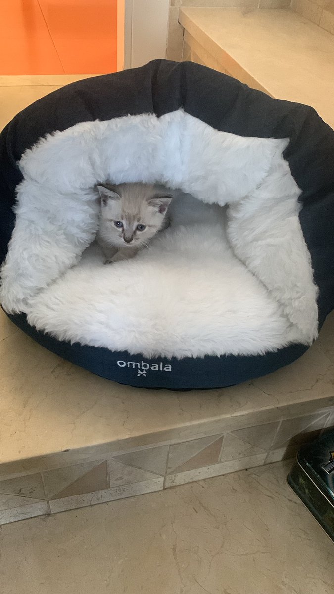 Nuestro nuevo miembro de la familia ha hecho increíblemente felices a mis 3 hijos y a nosotros y yo me pregunto ¿hasta cuando <a href="/emilcar/">Emilio Cano 🎙</a> vas a secuestrar la felicidad de los tuyos por un Tesla? Por cierto estamos cerca y hay 5 más de la camada para adoptar… cc <a href="/arreguiabogada/">Rocío Arregui</a>