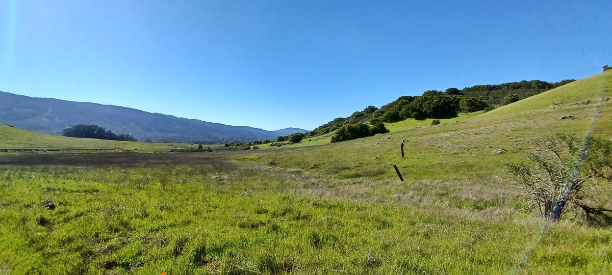 @SMCParks Gorgeous day for a after work hike.😎☀️🪻🦎🌿🌱
#CAwx #outdoors #wildflowers
