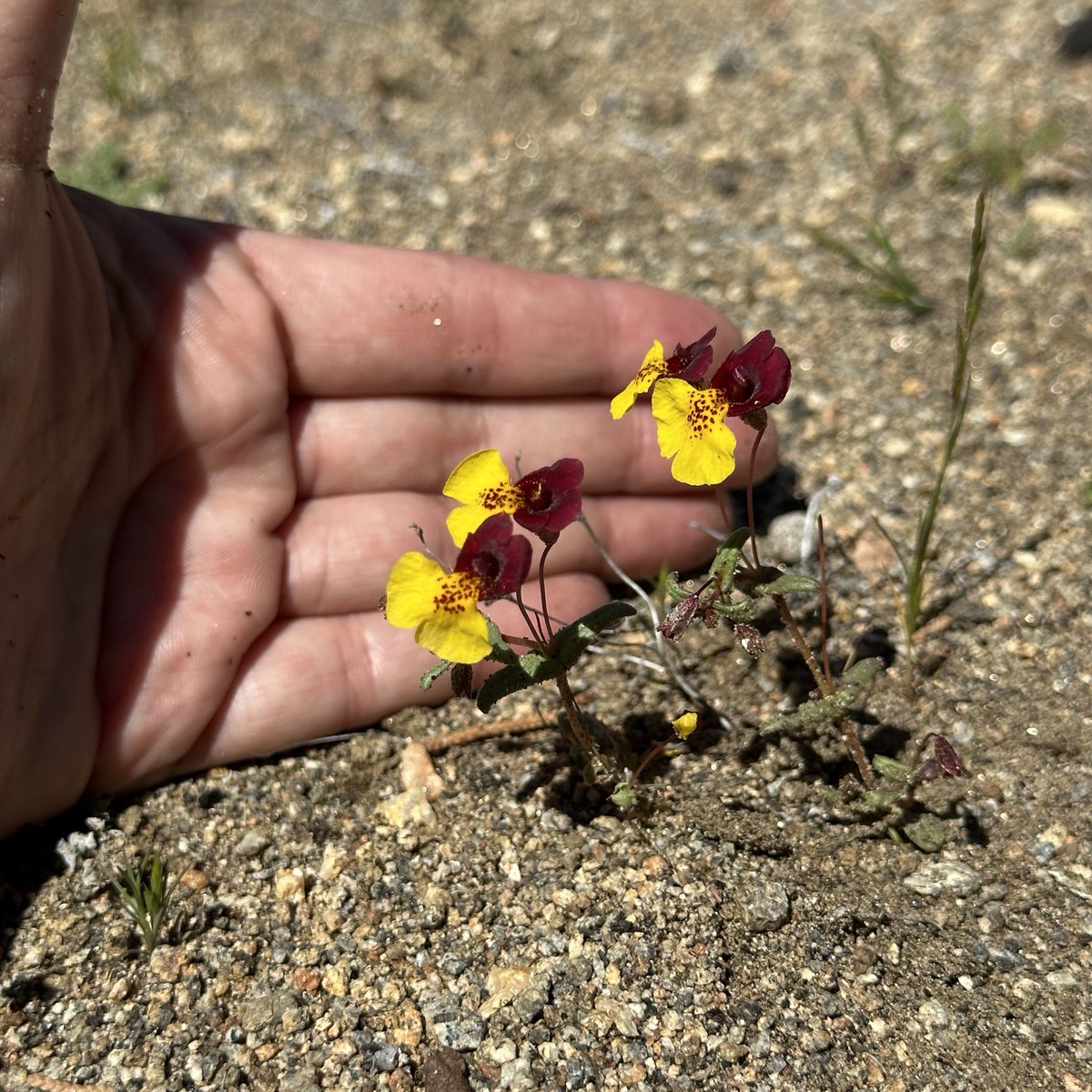 Today I said hello to an old friend. Erythranthe shevockii was my first monkeyflower love. ❤️