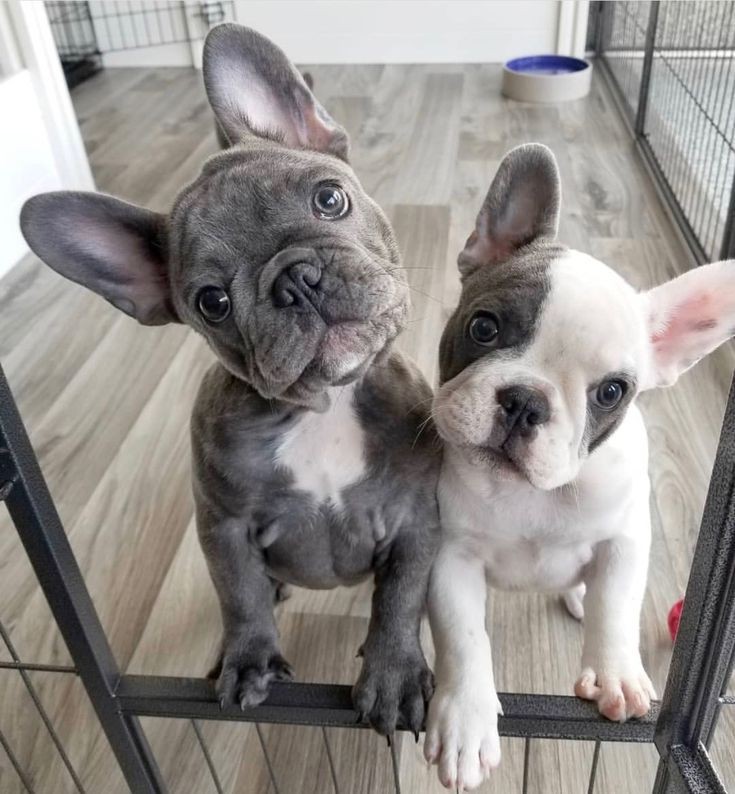 Adorable babies ❤️ #dog #pet #brother #brotherlove #dogmom #love #frenchie #doglover