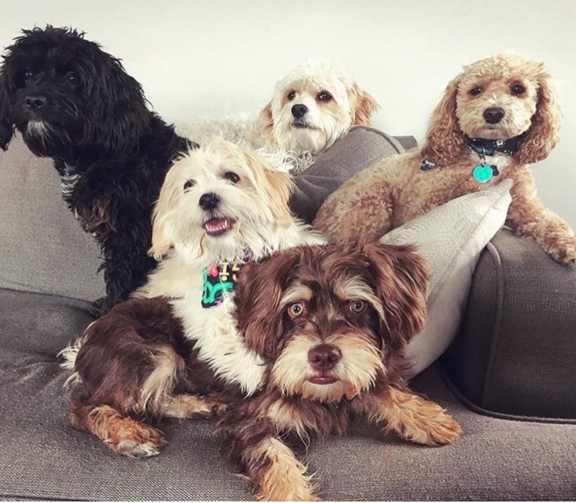 EliMcCann's tweet photo. A few years ago my dogs were invited to a dog birthday party and they all posed for a picture and I just feel like everybody needs to see it. https://t.co/TCBVjf8iW5