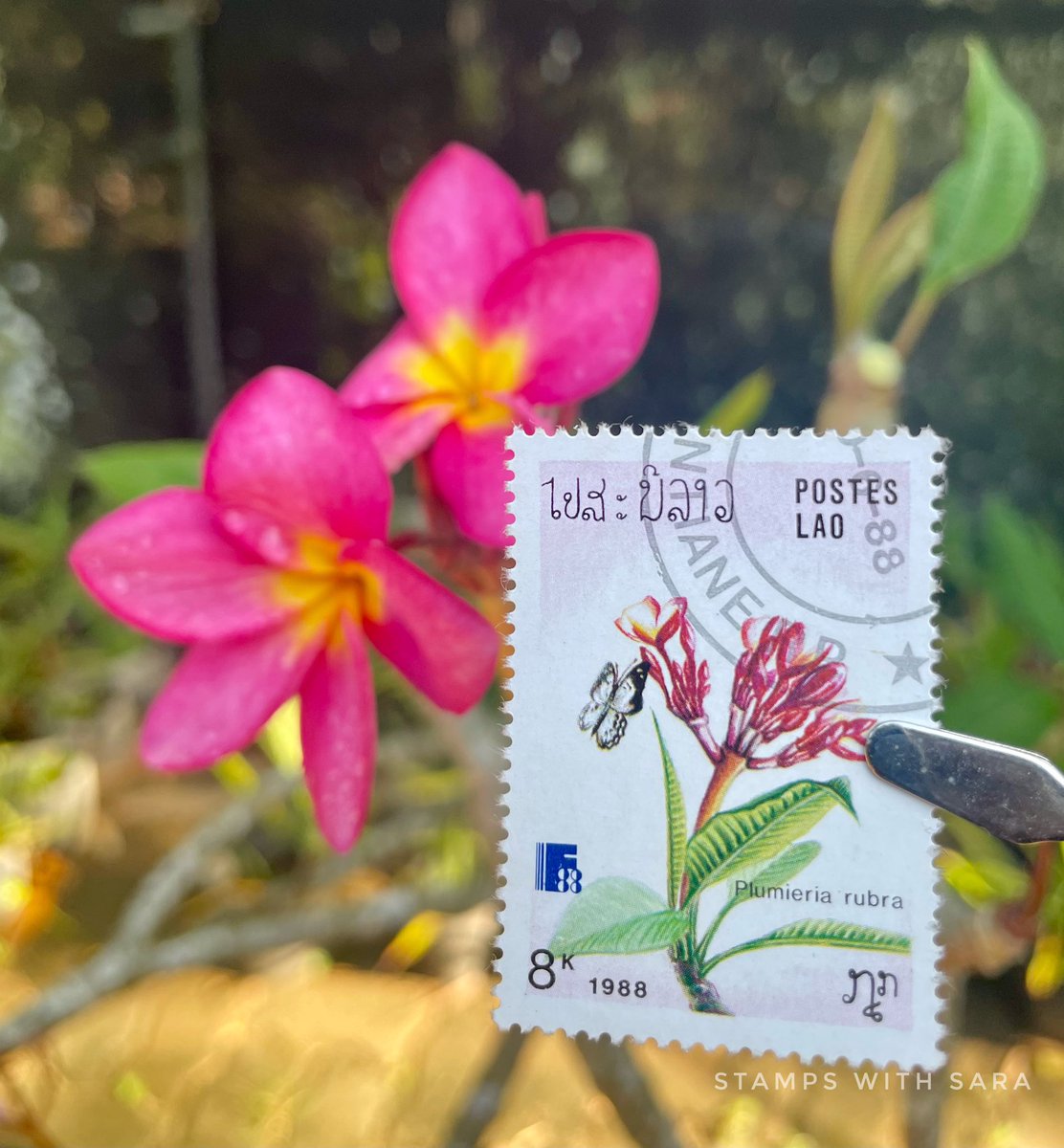 Country : Laos 
Sheet.    : 1988
Plumieria

#stampswith_sara #XtremePhilately #philately #SriLanka #Laos