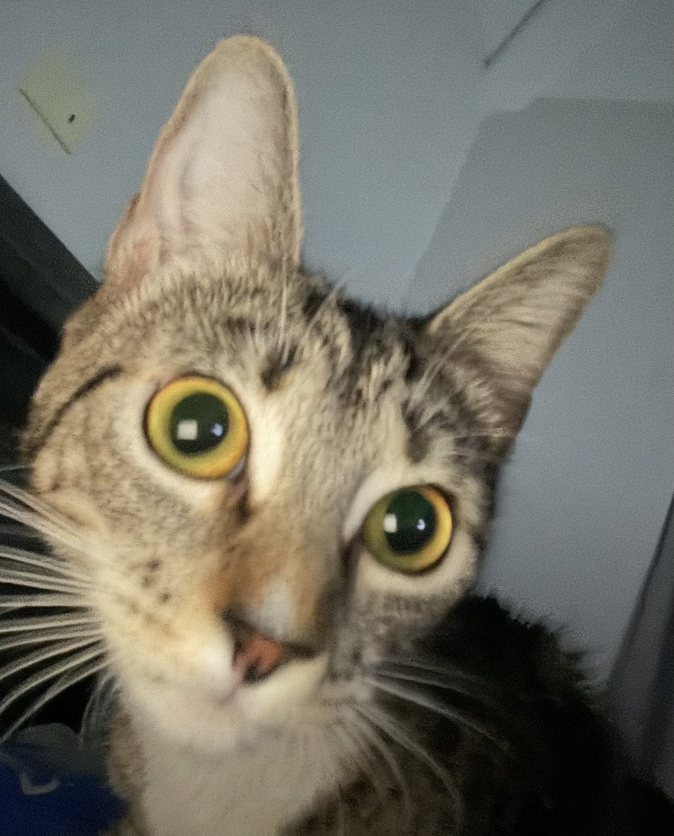 EWOOSOLANA's tweet photo. 🎢 

#EWOO #Solana #Memecoins #CAT https://t.co/kBigmQ6ZTr
