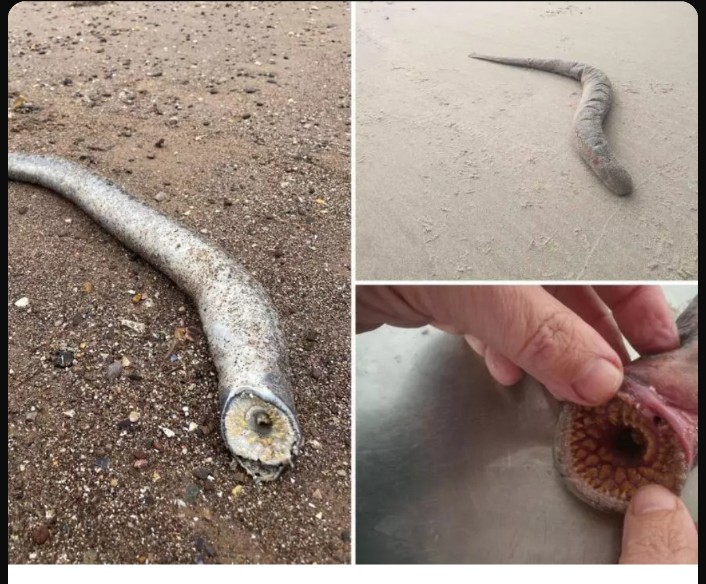 MyBharat1989's tweet image. A mysterious creature, resembling a 'Dune' movie sandworm, washes ashore in Devon County, UK. Marine experts identify it as a lamprey species known for sucking the blood of its prey. This creature could grow up to 4 feet long. #DevonCounty #DuneMovie #MysteriousCreature