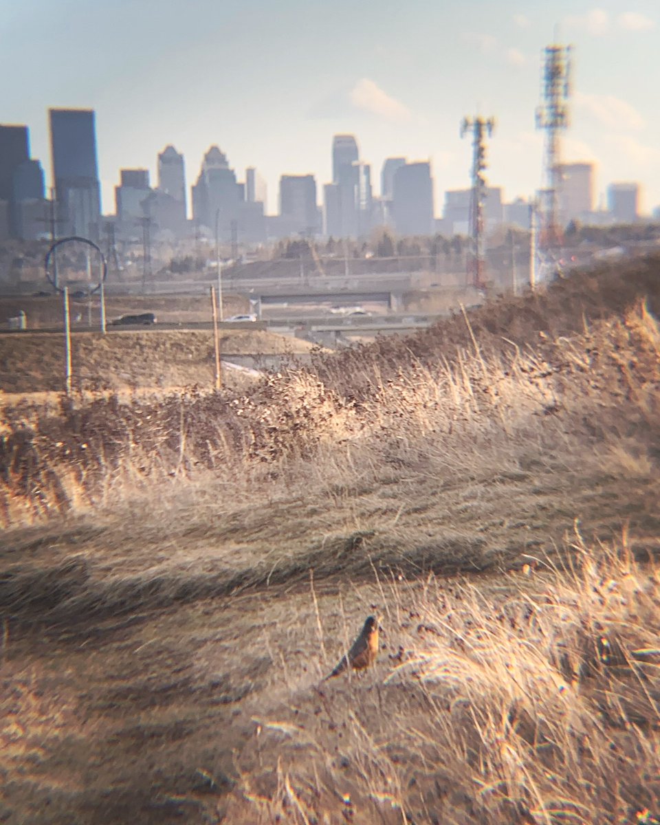 We are planning to take part in the #CityNatureChallenge2024 with @citynatureyyc. We want to help with some bio-blitzing between Apr 26-29. If you are interested in leading a team along Nose Creek or West Nose Creek please DM us! #SaveNoseCreek #yyc #RockyViewCounty #Airdrie