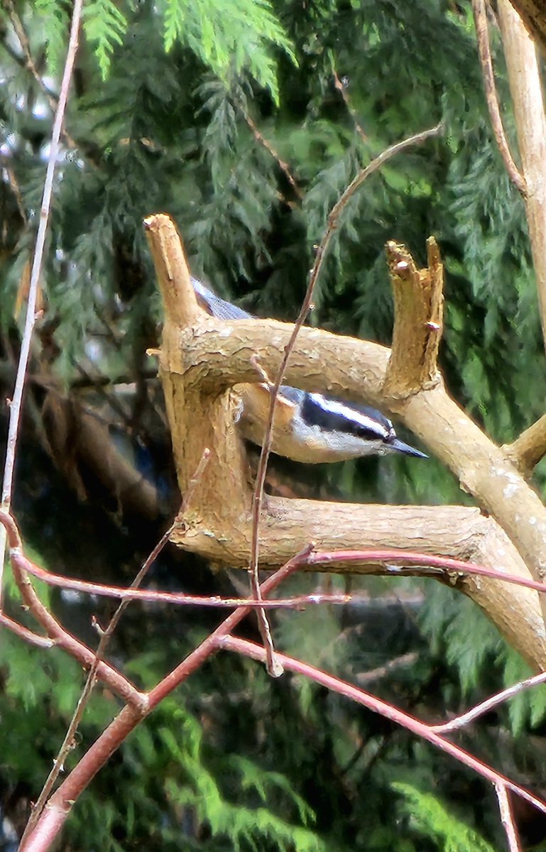 Gn fam. At the bird feeder today Red-brested Nuthatch