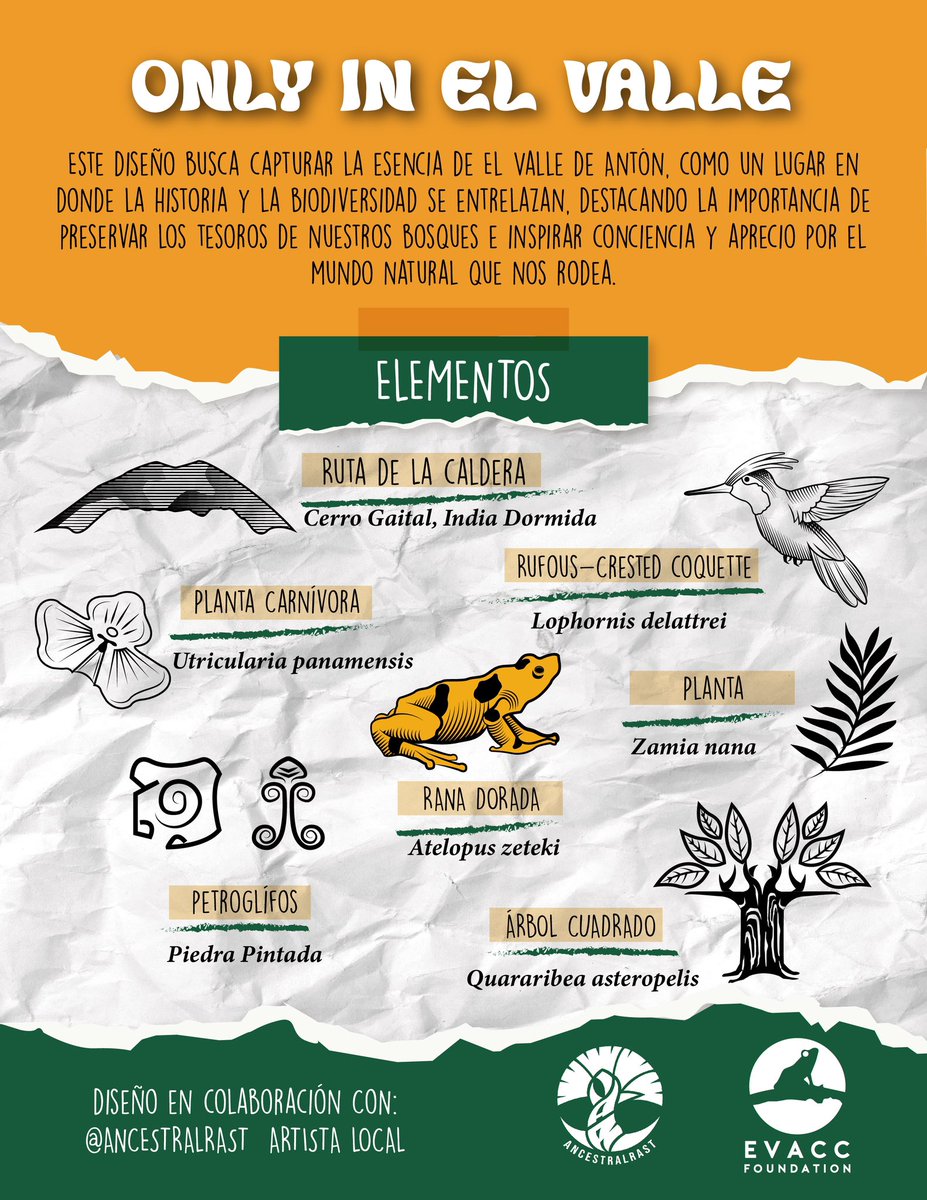 EvaccFoundation's tweet photo. Nuevos T-shit con la Rana Dorada #NatureBeauty #NatureLover https://t.co/ZCa7PdyyQe