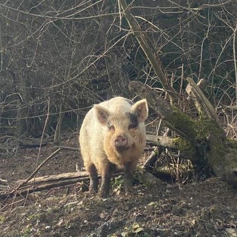 Remember when we rescued Laces in 2018 & @BTWsanctuary took her in giving her the best life she could ask for in a world so cruel to her kind? 🐷 Laces has been very unwell recently & we need your help to get her veterinary care 🥺 Please share this post & give what you can 🙏