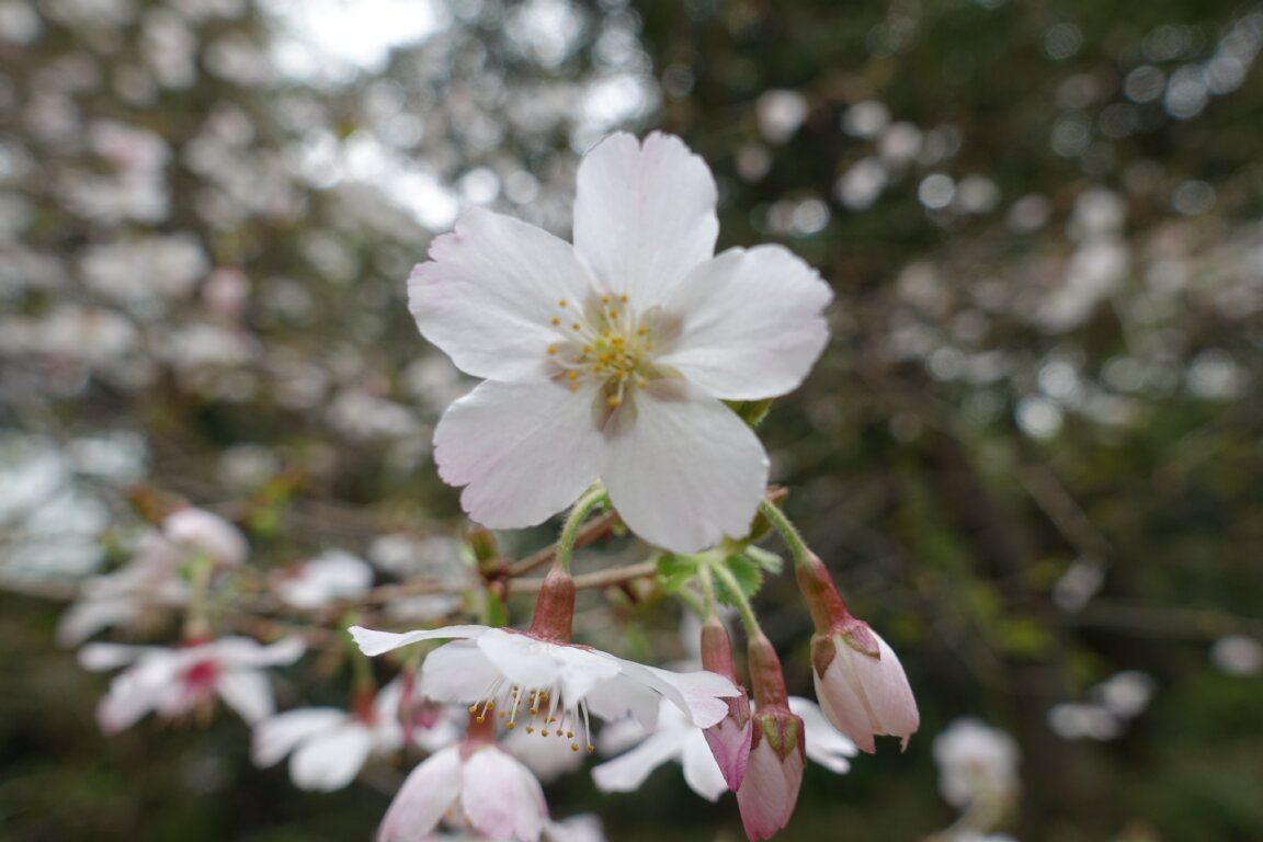 小さな #マメザクラ がひっそりと咲いています。
#殿ヶ谷戸庭園 #国分寺崖線 #駅から2分の癒し空間 #岩崎家の庭

#FujiCherry, or #PrunusIncisa, is blooming quietly in #TonogayatoGardens.
#Kokubunji