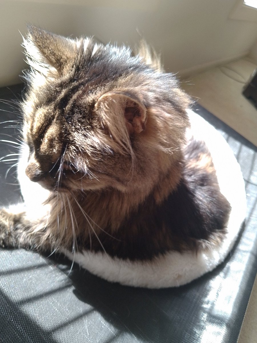 Three-legged Jake enjoying the autumn sun.