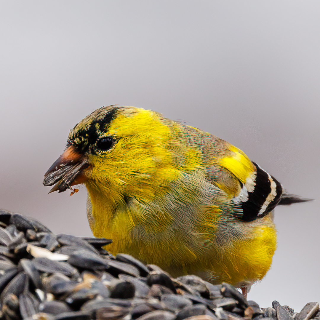 American goldfinches are well into their late winter molt

#americangoldfinch #goldfinch #spinustristus #molt #shotwithcanon #wisconsin #northwoods #birds #birdwatching