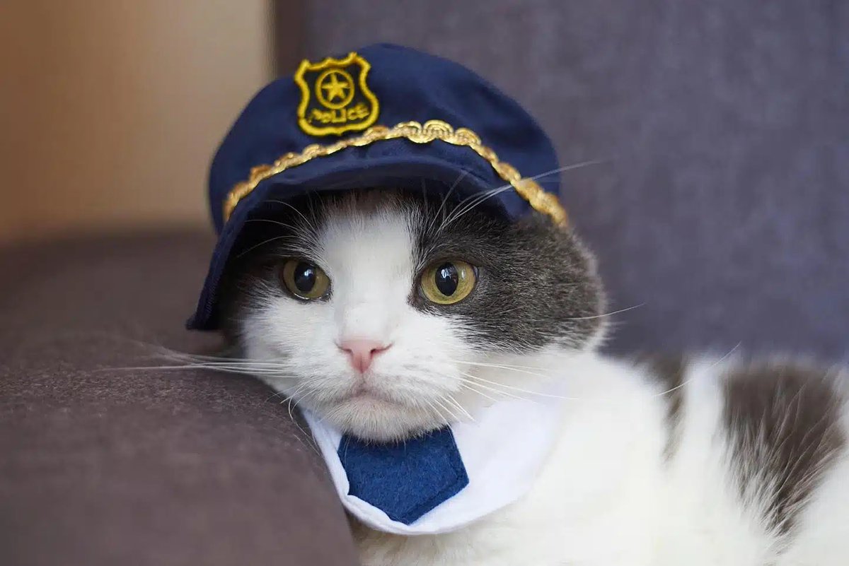 $COPCAT tweet media