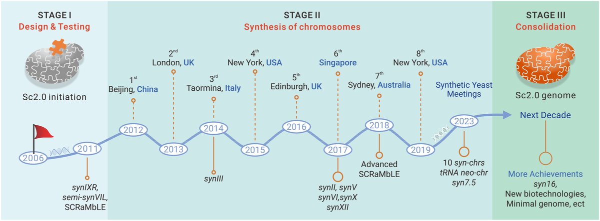 New in The Innovation Life! Synthetic yeast genome project and beyond. Jiang et al. introduced the core design, synthesis progress, and application prospects of the Synthetic Yeast Genome Project. Read more @InnovationLife the-innovation.org/article/doi/10… #syntheticbiology #yeast #genome