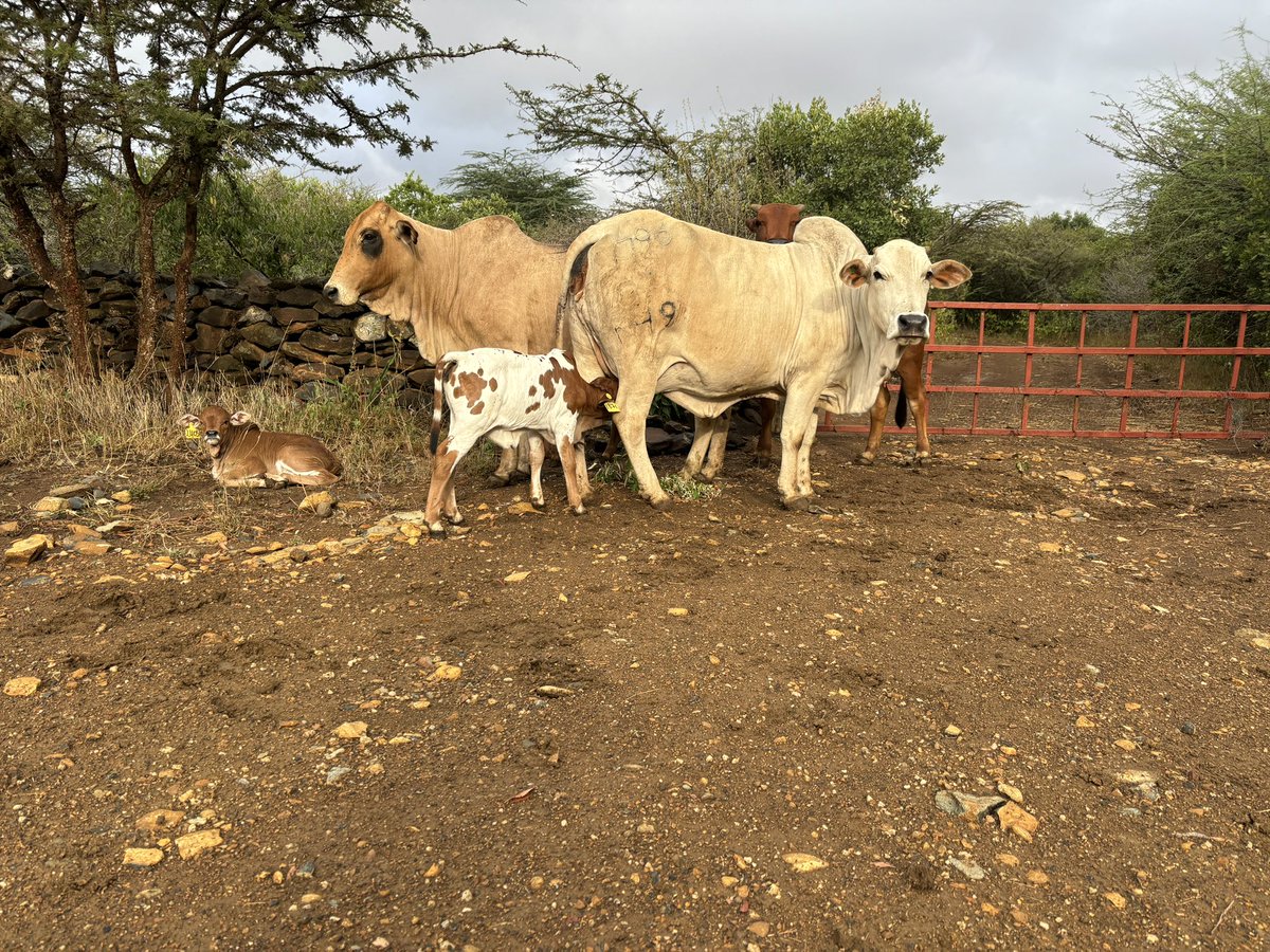 The #Boran is an entirely #Kenyan breed. Until 1951 they were known as Frontier, or NFD cattle. Our bull 6295 is siring mottled calves like this.