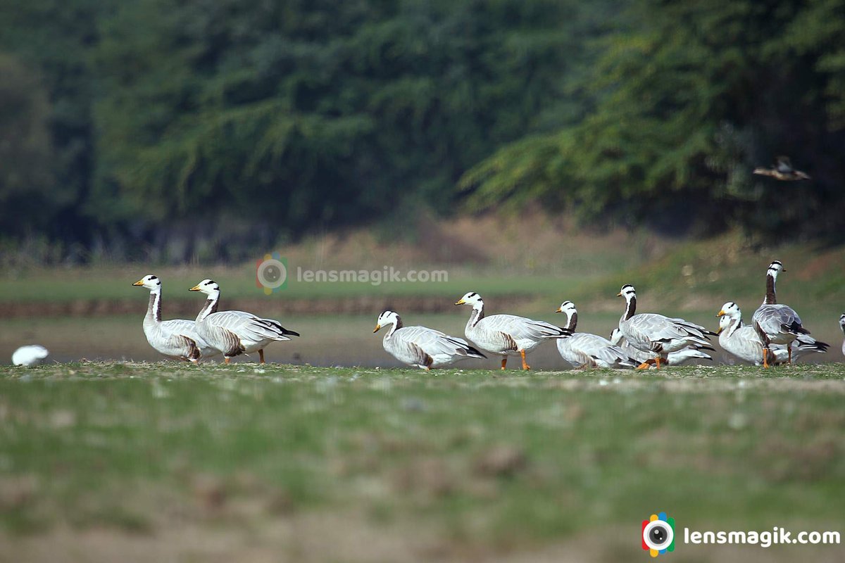 Bar Headed Goose bit.ly/3IUc3uL Birds of Gujarat #barheadedgoose #geese #duck #migratorybirds #migratorybirdsGujarat #birdsofIndia #birdsofGujarat #thollake #tholbirdsanctuary #birdsanctuaryGujarat #birdphotography #wildlifephotography #canonphotography