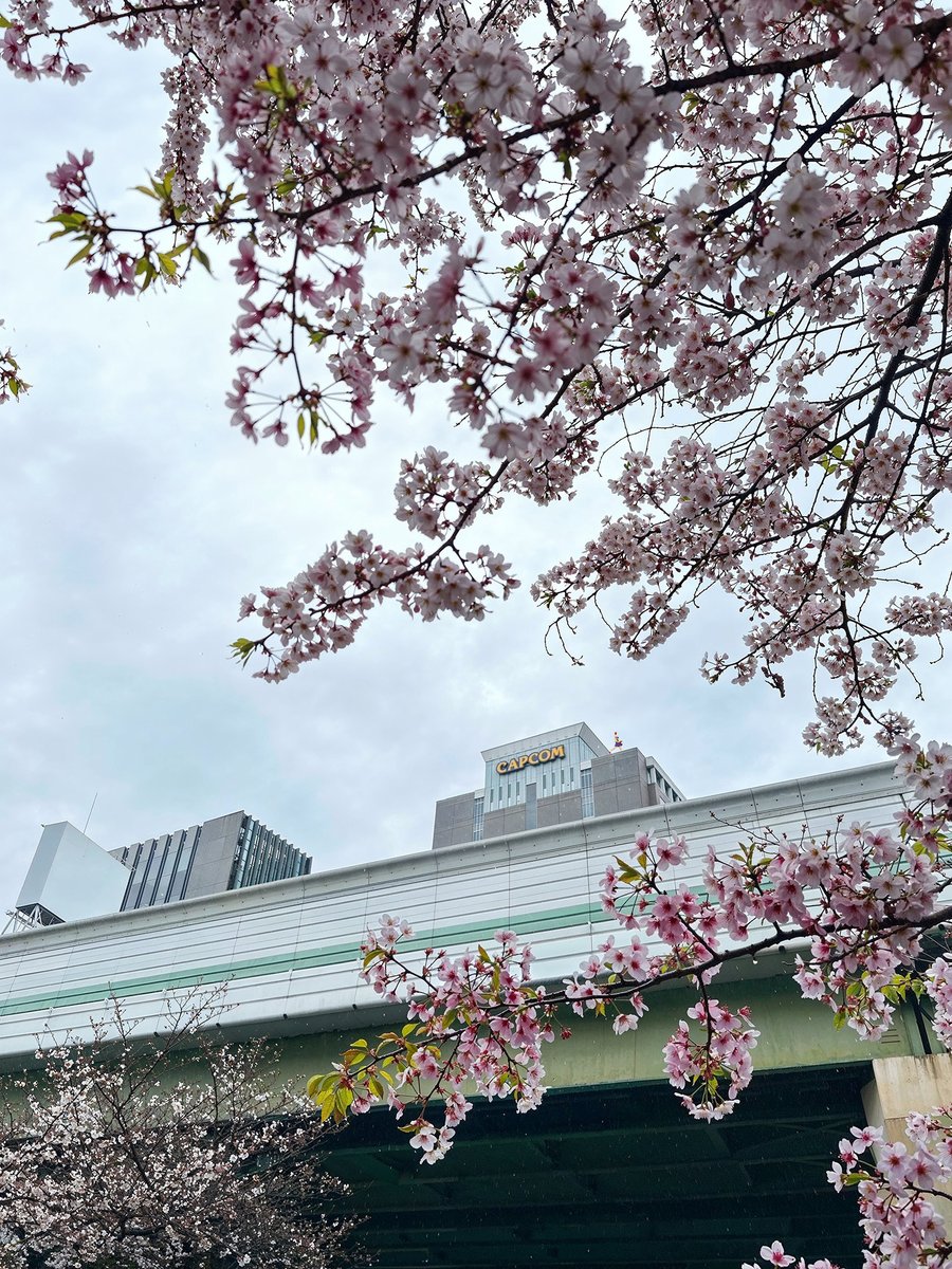 🌸Spring has sprung at Capcom!🌸 Check out these stunning sakura blossoms (and our iconic building in the background). Seasonal treats like these are a small reminder of the beauty that inspires our work. 🏢✨