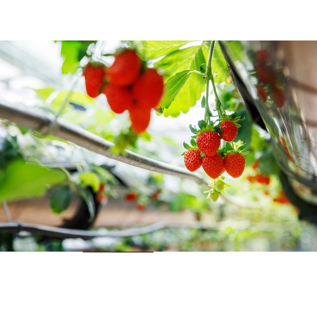 Curious about hydroponic gardening? 🌿Tell us which hydroponic vegetable or herb you want to dive deep into, and we'll feature the top pick in an upcoming post! Your choice, your feature! 🌱#HydroponicsAustralia