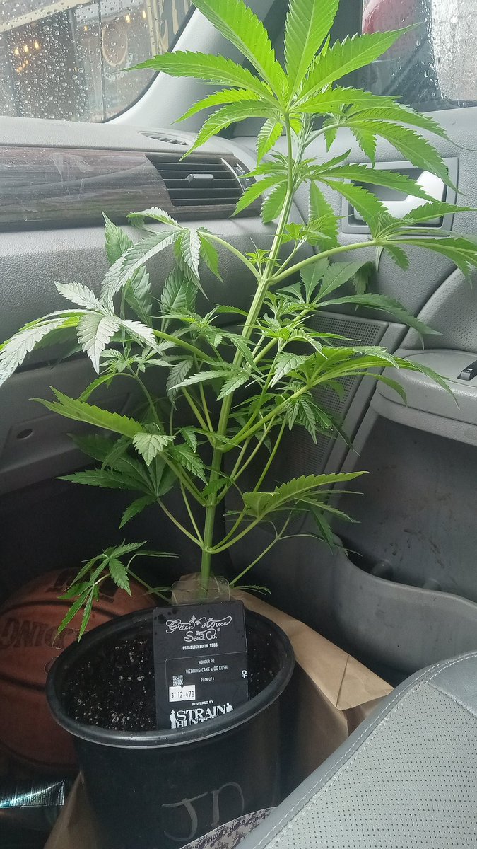 Sorry for not postin much but im Back. Just picked an official NYC Diesel x Jack Herer with a pack of wedding cake x kush og. Stoked! #mmemberville #CannabisCommunity #cannabisculture #cannabisindustry #WeedLovers #indoorgrow #clones #upstateny