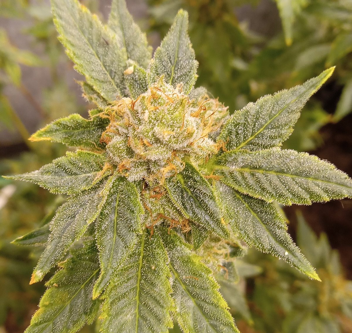 Northern ThunderFuck from @royalqueenseeds rounding the corner #mmemberville #CannabisCommunity #420friendly #cannabisindustry #WeedLovers #indoorgrow #upstateny