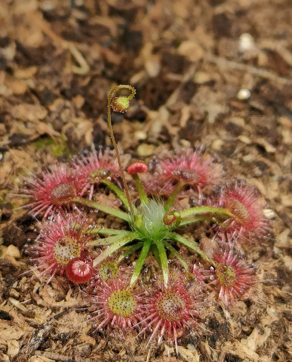 Drosera 'Toodyay pink'
1/26に蒔いた子から花芽が伸びてきた✨
発芽にめっちゃ時間かかったし管理も雑だったけど、交配種だからここまで育ってくれる🤓