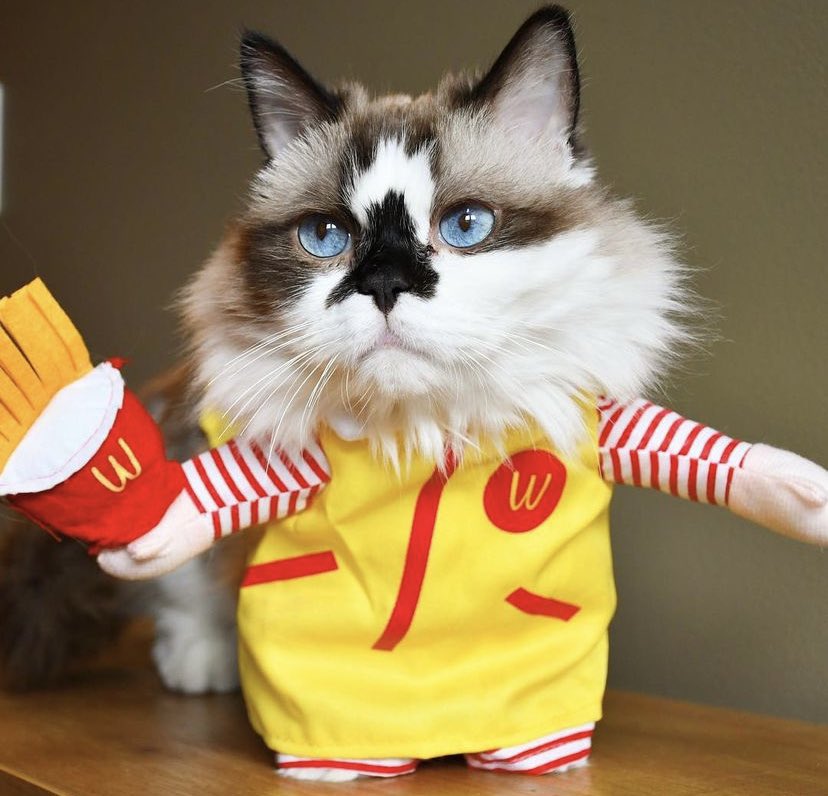 Albert Baby Cat $ALBERT tweet media