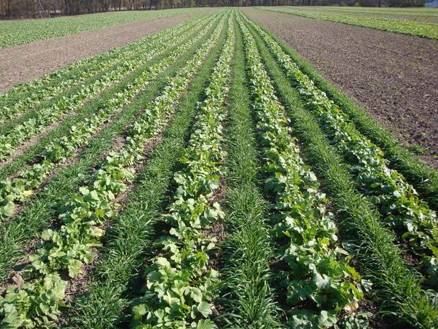 APSIDKe's tweet image. Cover crops are essential for protecting soil health by preventing erosion, retaining moisture, and adding organic matter. #SoilProtection #CoverCrops