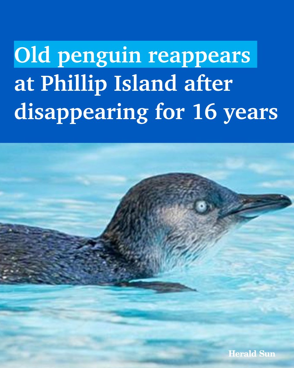 A 22-year-old starved penguin that hadn’t been seen for 16 years has reappeared on Phillip Island, making her one of the oldest ever discovered in the megacolony > bit.ly/3J3I4As