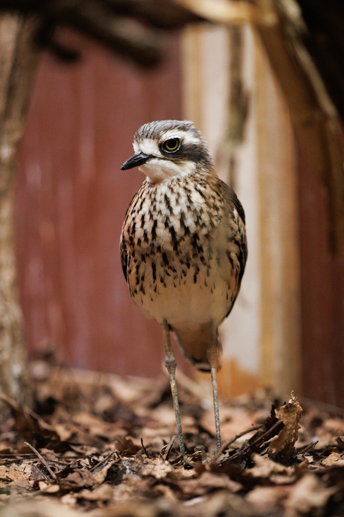 Have you seen our bush thick-knee? 👀🌿 Did you know? These birds have a unique call that sounds like they’re gently laughing at the end of their songs! See these beautiful birds in our Walkthrough Aviary and listen closely to hear their sounds. 🎶 📸Paul Webber