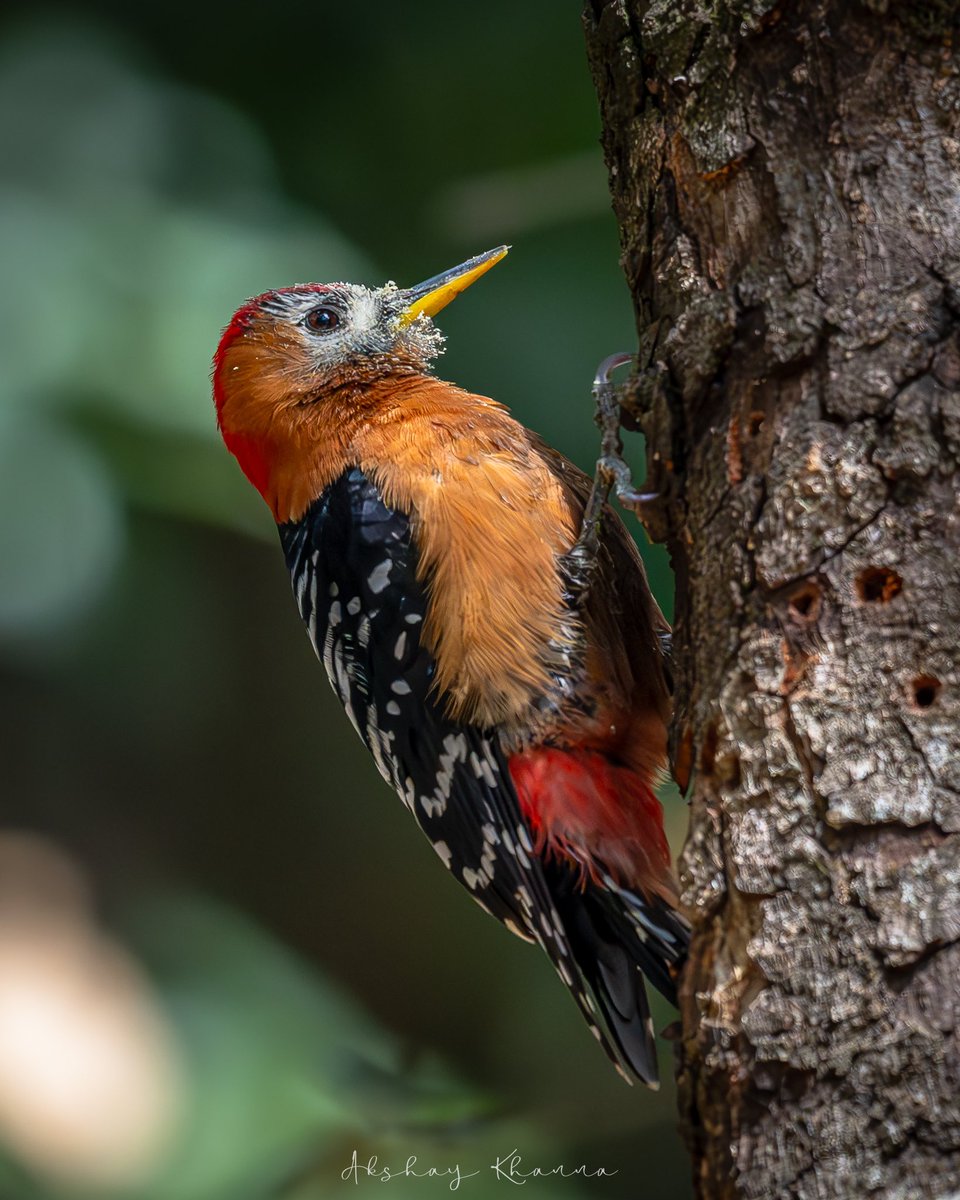 Rufous-bellied #Woodpecker 
#himalayanbirds 

📍Ramgarh , #Uttarakhand.

Nikon Z8 
Nikkor 180-600mm 

#BBCWildlifePOTD #natgeoindia #ThePhotoHour #birdphotography #birdwatching #birding #lensonwildlife #wildlifephotography #outdoors #nikonz8 #z8