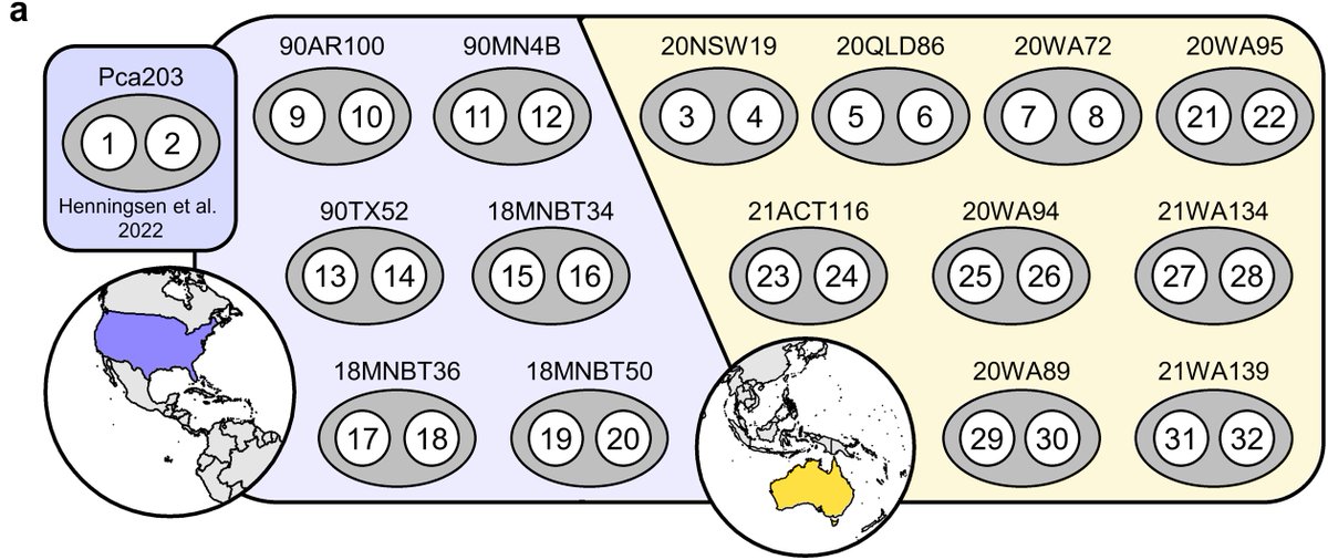 Eva Henningsen (@henningsen_eva) on Twitter photo Cereal-infecting rust fungi carry 2⃣ genomes in separate nuclei! With <a href="/PacBio/">PacBio</a> and <a href="/PhaseGenomics/">Phase Genomics</a> we sort out 30 haplotypes from oat crown rust to uncover nuclear exchange, cryptic recombination, and migration.
doi.org/10.1101/2024.0… <a href="/JSperschneider/">Jana Sperschneider</a> <a href="/Figueroa_MM/">Melania Figueroa</a> <a href="/CSIRO/">CSIRO</a>
🧵⬇️ 1/4 Cereal-infecting rust fungi carry 2⃣ genomes in separate nuclei! With <a href="/PacBio/">PacBio</a> and <a href="/PhaseGenomics/">Phase Genomics</a> we sort out 30 haplotypes from oat crown rust to uncover nuclear exchange, cryptic recombination, and migration.
doi.org/10.1101/2024.0… <a href="/JSperschneider/">Jana Sperschneider</a> <a href="/Figueroa_MM/">Melania Figueroa</a> <a href="/CSIRO/">CSIRO</a>
🧵⬇️ 1/4