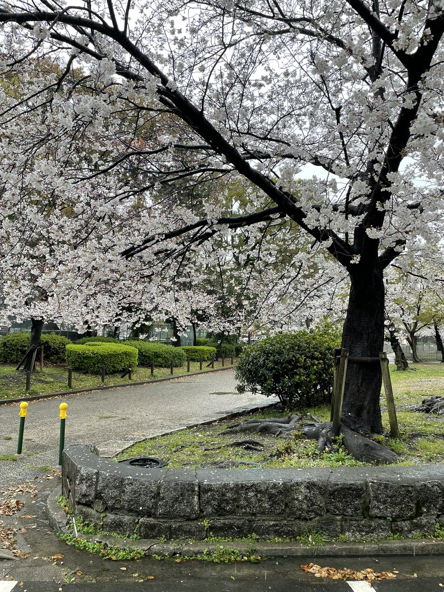 #鶴舞公園 今日は簡単なお昼にしました。 桜を見に来ましたが雨です☔ 風が無いので、散る事は無さそうですが、、、 雨に濡れてる桜も良い物です😃