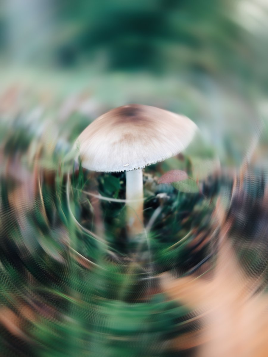 Mushroom picking season is almost upon us! 🍄🍄🍄🍄🍄 #mushrooms #mushroomhunting #fungi #fungiforage